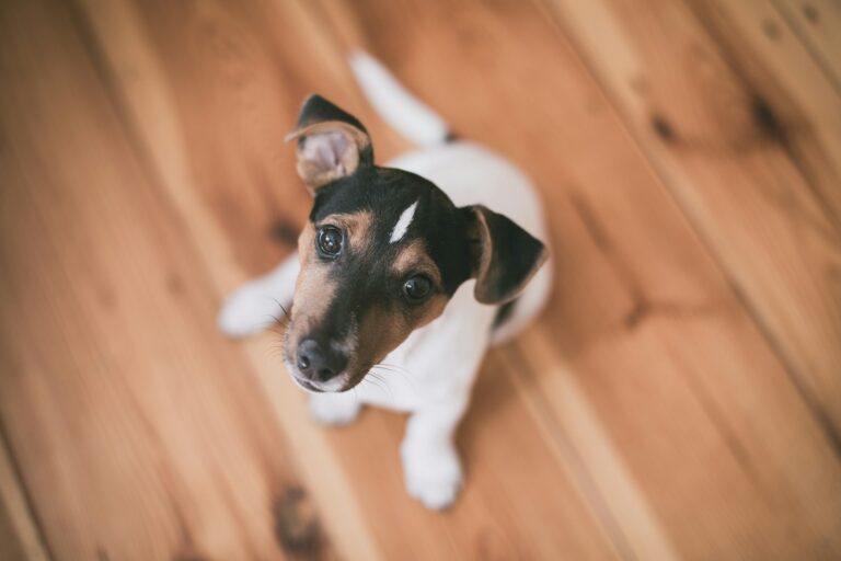 Best Wood Flooring For Pets