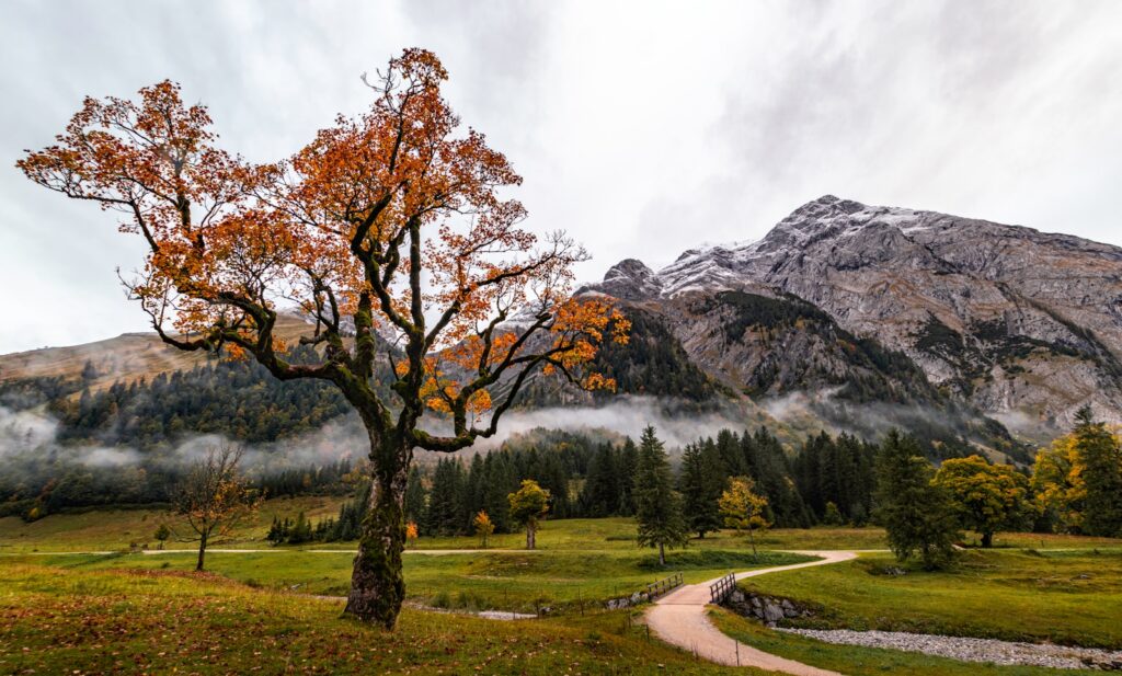 Is Maple a Good Hardwood Floor