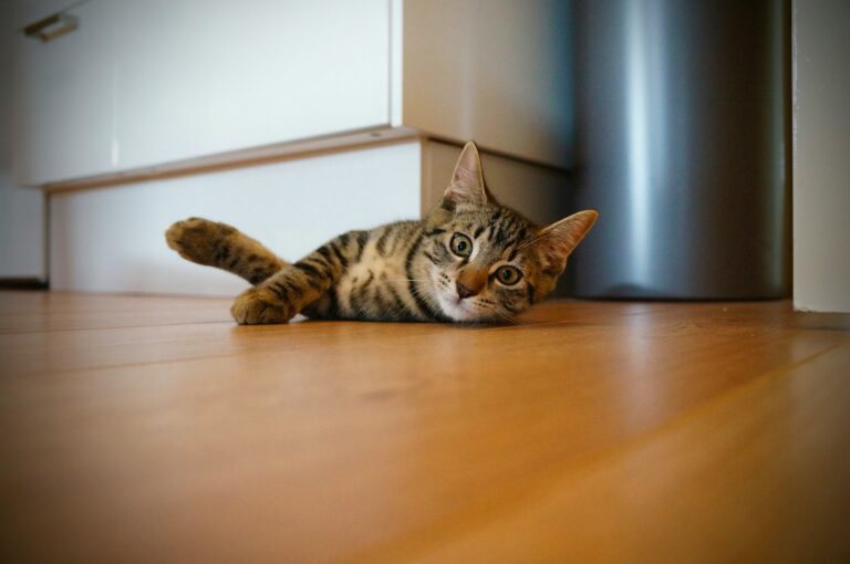 Vinyl Or Laminate for Pets
