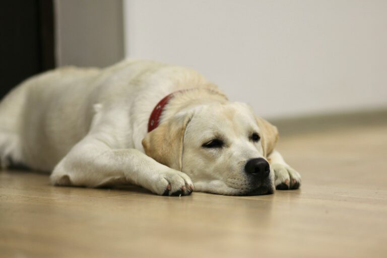 Are Pets Allergic To Laminate Flooring