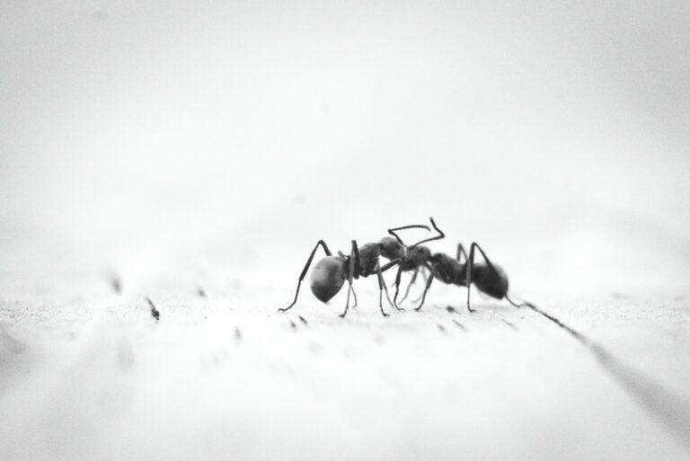 can bugs live in laminate flooring